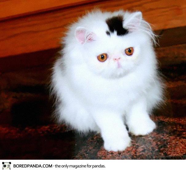 10 Kucing Ini Terkenal Karna Corak Bulunya