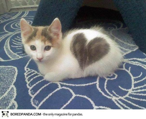 10 Kucing Ini Terkenal Karna Corak Bulunya