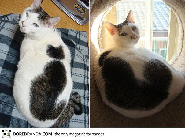 10 Kucing Ini Terkenal Karna Corak Bulunya