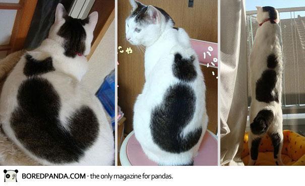 10 Kucing Ini Terkenal Karna Corak Bulunya