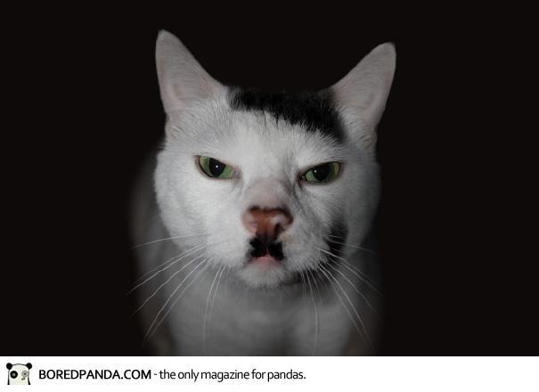 10 Kucing Ini Terkenal Karna Corak Bulunya