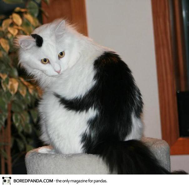 10 Kucing Ini Terkenal Karna Corak Bulunya
