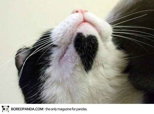 10 Kucing Ini Terkenal Karna Corak Bulunya