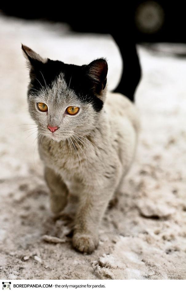 10 Kucing Ini Terkenal Karna Corak Bulunya