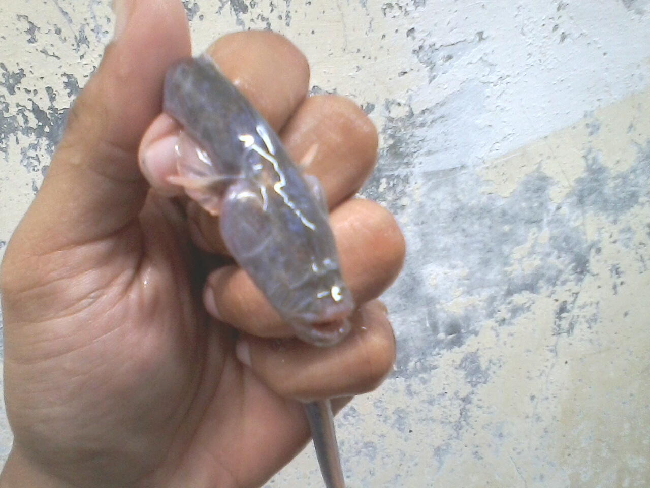 ada yg tau ni ikan apa ga?