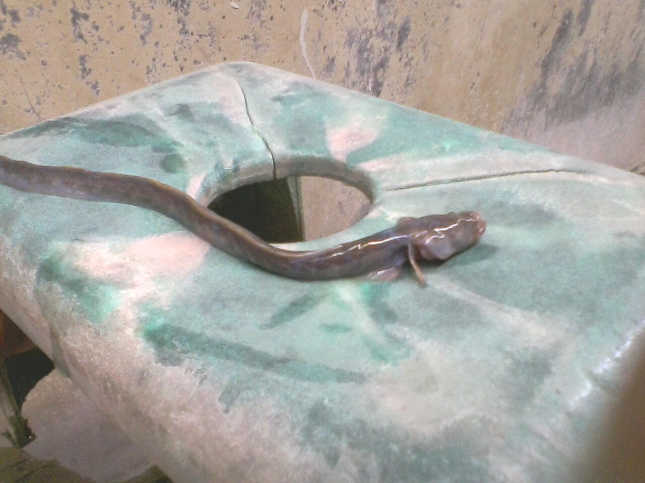 ada yg tau ni ikan apa ga?