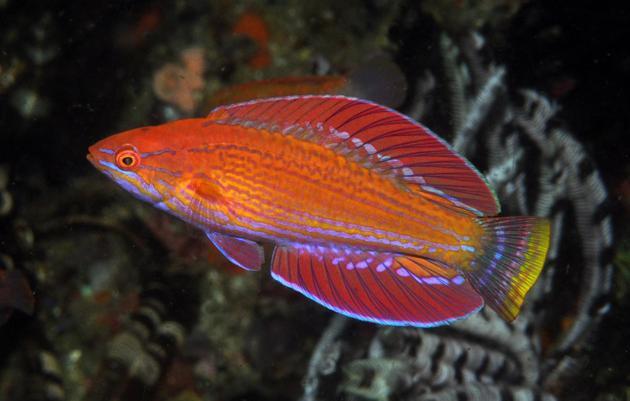 Spesies Baru Ikan Flasherwrasse Diidentifikasi di NTT