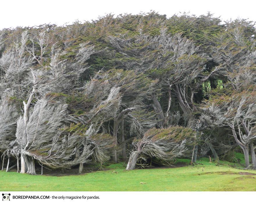 Angin extrim ,kejadian alam yang membuat bentuk pohon menjadi sangat indah 
