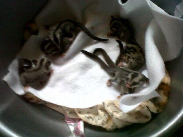Dijual SUGAR GLIDER JOEY CB MURAH FRESH DR INDUKAN ( JAKARTA ONLY )