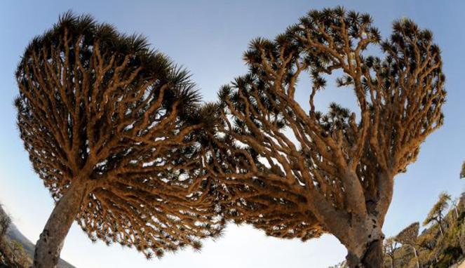PULAU SOCOTRA, PULAU LANGKA TAPI NYATA