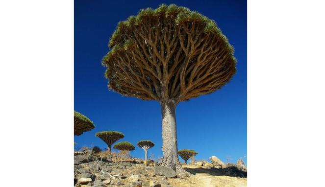 PULAU SOCOTRA, PULAU LANGKA TAPI NYATA