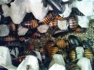 Kecoa Madagascar Murah Pisaaaan 10rb/pasang Bandung Doank
