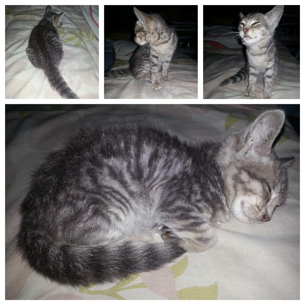 help!!! ini kucing jenis apaan ya??