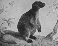 monster misterius penghuni indonesia. fakta atau mitos ?