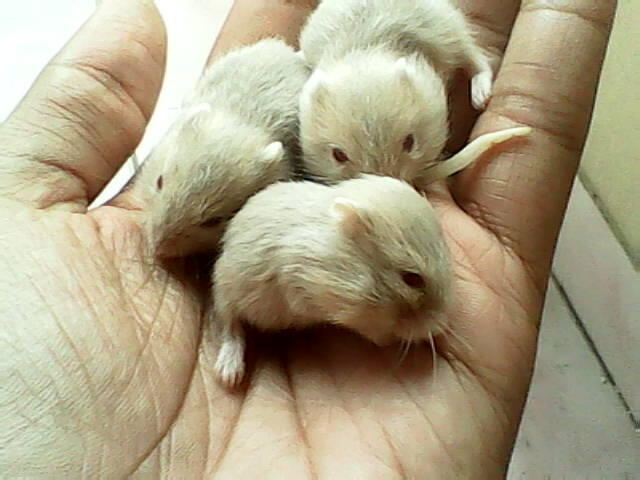 LANDAK MINI DAN HAMSTER VIOLET BEKASI SELATAN