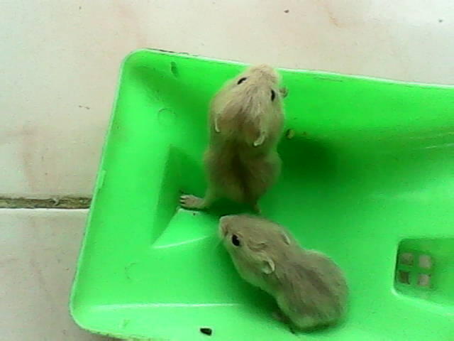 LANDAK MINI DAN HAMSTER VIOLET BEKASI SELATAN