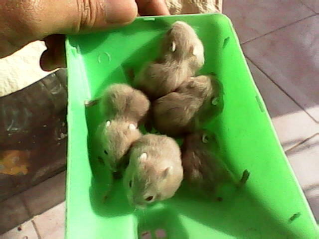 LANDAK MINI DAN HAMSTER VIOLET BEKASI SELATAN