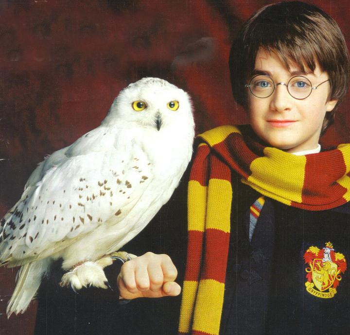 Mengenang Film Harry Potter (Hewan-hewan Magic dalam film Harry Potter)