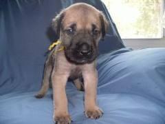 Help Me!! Japanese mastiff or german sheperd mix??