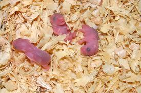 Cara merawat Bayi Hamster