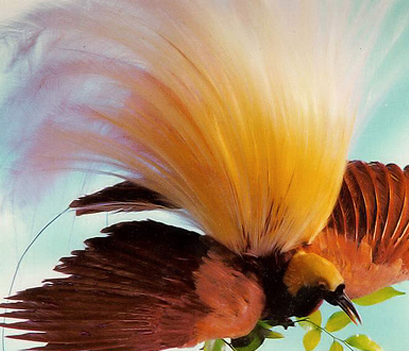 &#91;-HOT-&#93; INDONESIA Punya Burung Dari SURGA (Bird Of Paradise)