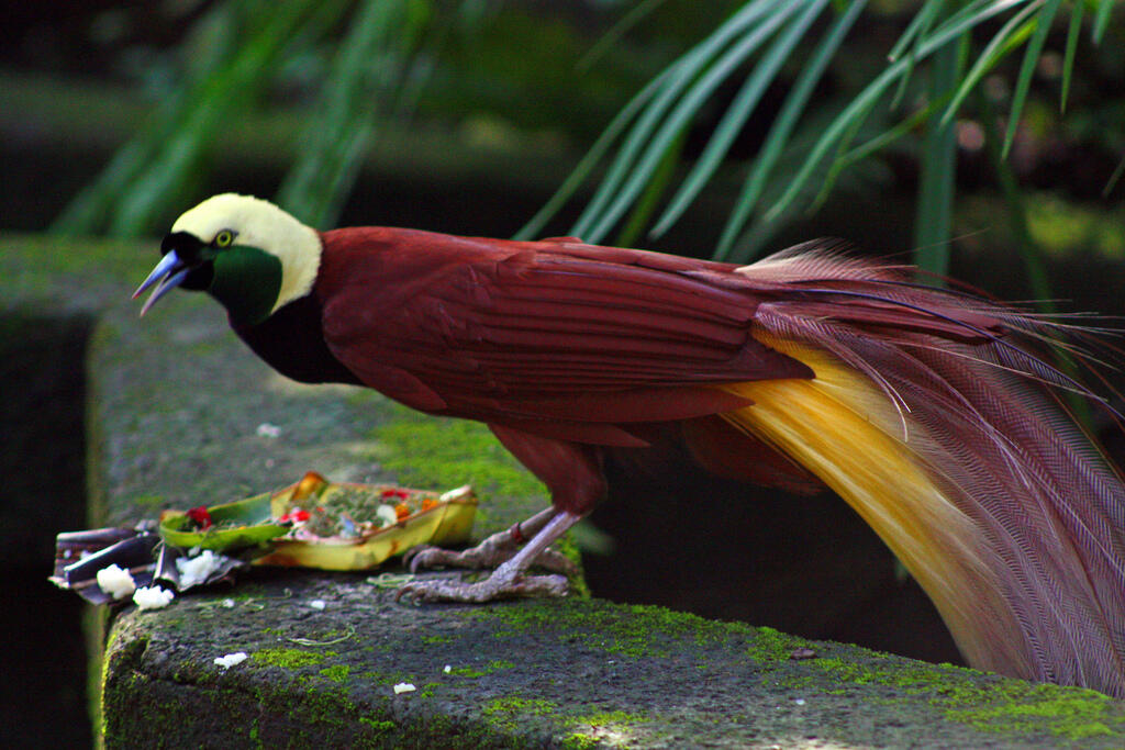 &#91;-HOT-&#93; INDONESIA Punya Burung Dari SURGA (Bird Of Paradise)