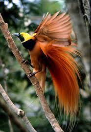 &#91;-HOT-&#93; INDONESIA Punya Burung Dari SURGA (Bird Of Paradise)