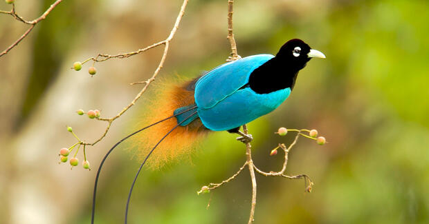 &#91;-HOT-&#93; INDONESIA Punya Burung Dari SURGA (Bird Of Paradise)