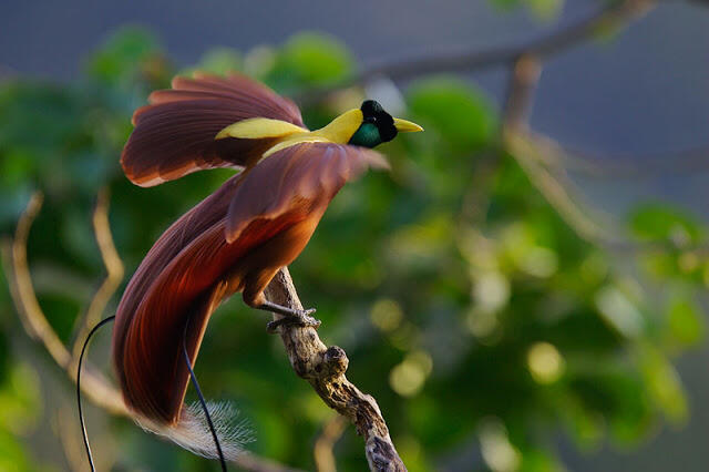 &#91;-HOT-&#93; INDONESIA Punya Burung Dari SURGA (Bird Of Paradise)