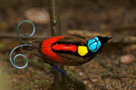 &#91;-HOT-&#93; INDONESIA Punya Burung Dari SURGA (Bird Of Paradise)