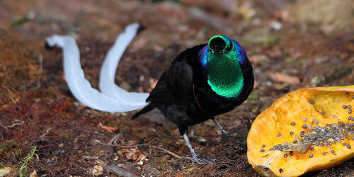 &#91;-HOT-&#93; INDONESIA Punya Burung Dari SURGA (Bird Of Paradise)