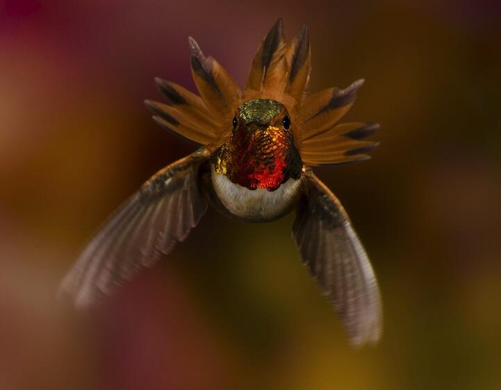 10 Foto Menakjubkan Peserta Kontes Foto National Geographic 2013 (ada yg dari Indo)