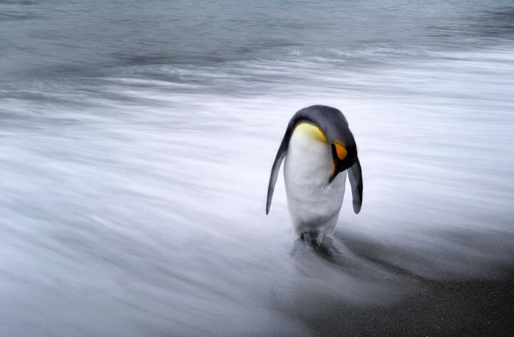 10 Foto Menakjubkan Peserta Kontes Foto National Geographic 2013 (ada yg dari Indo)