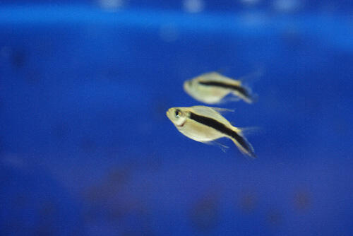 Ikan Hias Aquascape (RedNose, Cardinal,Neon Tetra,dll)