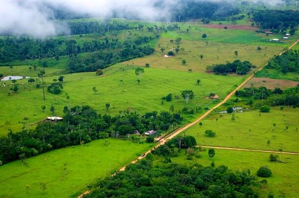 &#91;Peta&#93; Indonesia Kehilangan Hutan Paling Cepat di Dunia