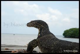 Foto-foto pulau biawak