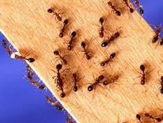 10 Cara Alami Mengatasi Serangan Semut