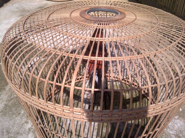 jual ayam bangkok/ayam petarung/ayam aduan kualitas kontest