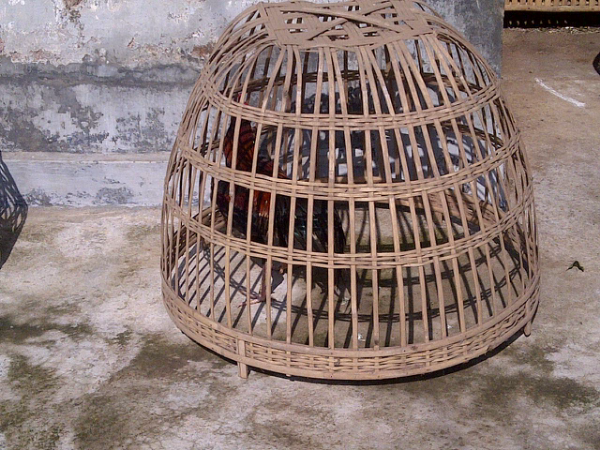 jual ayam bangkok/ayam petarung/ayam aduan kualitas kontest