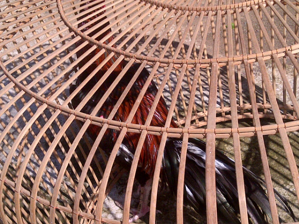 jual ayam bangkok/ayam petarung/ayam aduan kualitas kontest