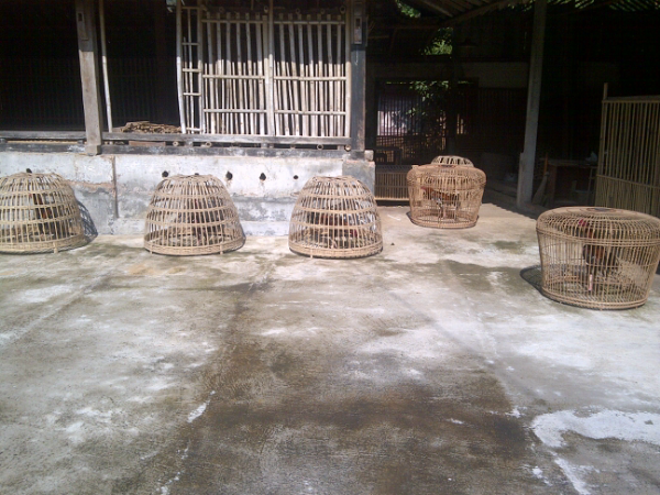 jual ayam bangkok/ayam petarung/ayam aduan kualitas kontest