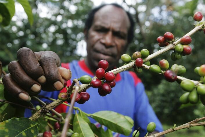 Mengenal Jenis Kopi Di Indonesia Dan Dunia