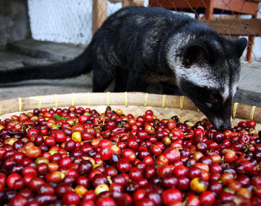 Fakna Unik Kopi Luwak