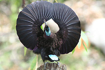 &#91;-HOT-&#93; INDONESIA Punya Burung Dari SURGA (Bird Of Paradise)