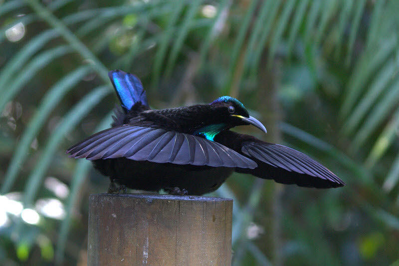 &#91;-HOT-&#93; INDONESIA Punya Burung Dari SURGA (Bird Of Paradise)