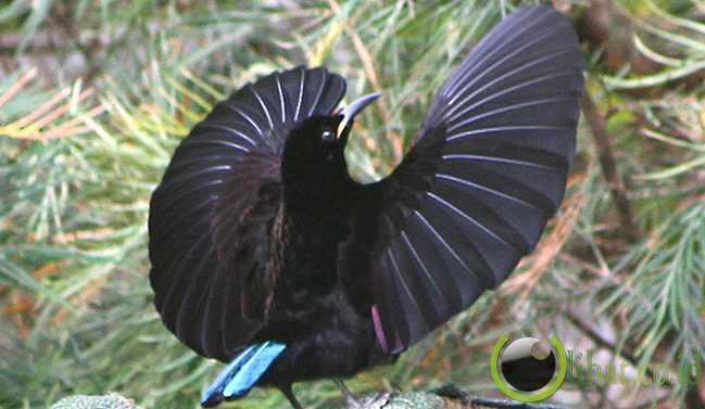 &#91;-HOT-&#93; INDONESIA Punya Burung Dari SURGA (Bird Of Paradise)