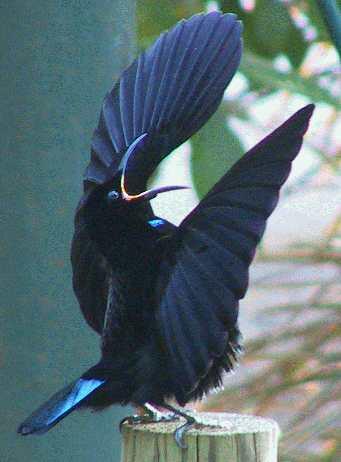 &#91;-HOT-&#93; INDONESIA Punya Burung Dari SURGA (Bird Of Paradise)