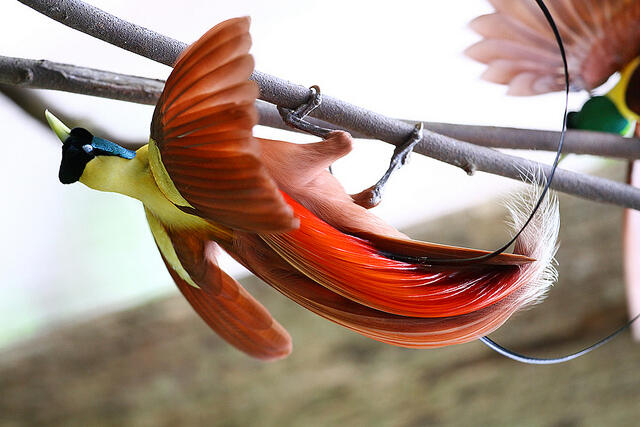 &#91;-HOT-&#93; INDONESIA Punya Burung Dari SURGA (Bird Of Paradise)