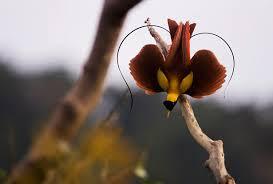 &#91;-HOT-&#93; INDONESIA Punya Burung Dari SURGA (Bird Of Paradise)