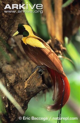 &#91;-HOT-&#93; INDONESIA Punya Burung Dari SURGA (Bird Of Paradise)